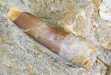 Bargain Fossil Plesiosaur Tooth In Matrix #28642-1